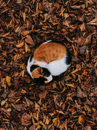 High angle view of rabbit on field