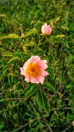 Close-up of pink flower blooming outdoors