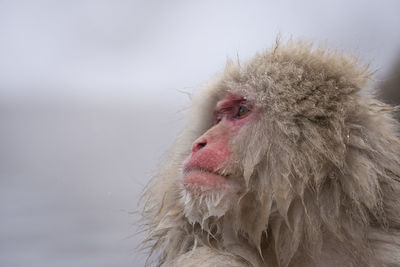 Close-up of a monkey