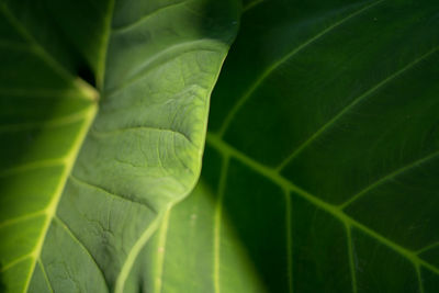 Full frame shot of green leaves