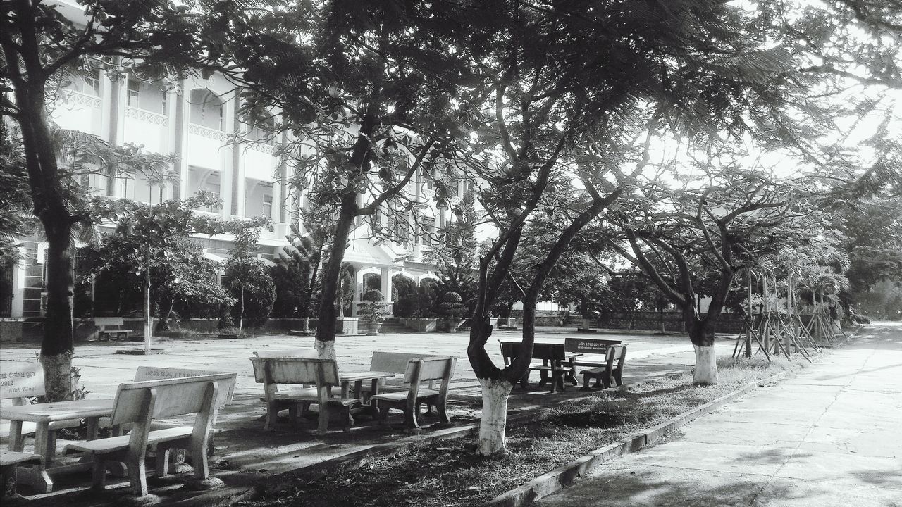 tree, chair, empty, absence, bench, built structure, building exterior, architecture, table, sunlight, seat, growth, shadow, day, park bench, park - man made space, nature, outdoors, branch, no people