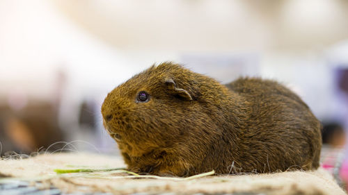 Close-up of a rabbit