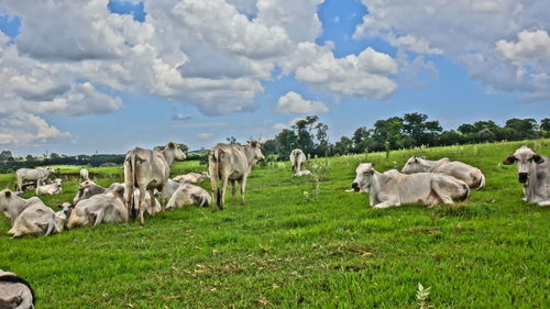 Cows grazing on grassy field