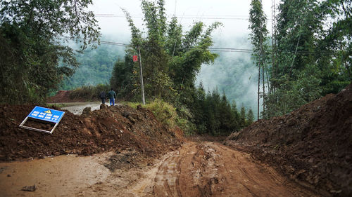 Dirt road amidst plants and trees