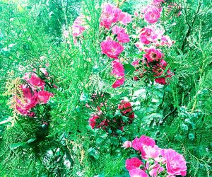 Close-up of pink flowers