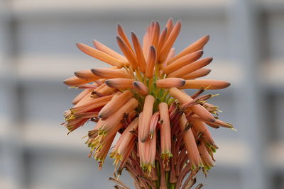 Close-up of flowers blooming outdoors