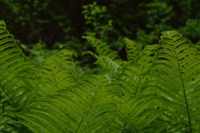 Close-up of green leaves