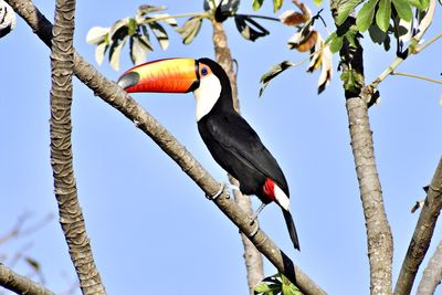 Low angle view of bird perching on tree against sky