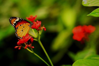 Close-up of butterfly pollinating on red flower