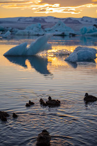 Birds swimming in lake during sunset