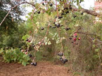 Plants growing on tree