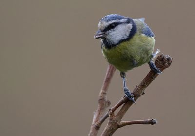 Close-up of bird perching outdoors