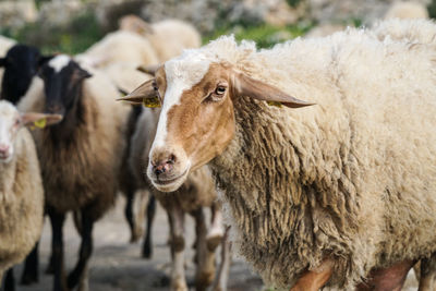Close-up of sheep standing outdoors
