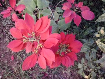 Close-up of red flowers