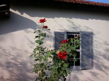 Low angle view of flowers