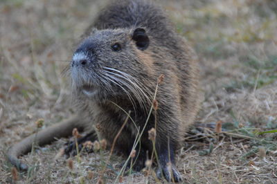 Close-up of an animal on field