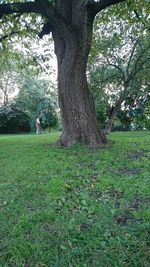 Trees on field