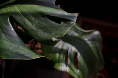 Close-up of fresh green leaves