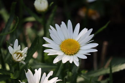 Close-up of white daisy flowers