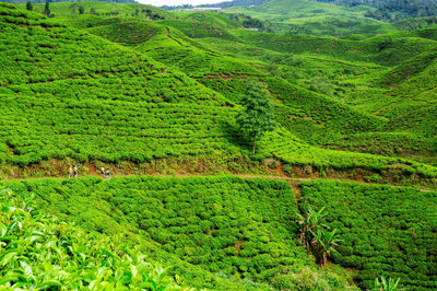 High angle view of agricultural landscape of tea plantation with footpath