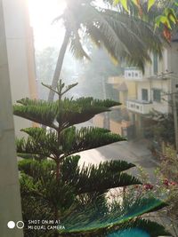 Palm trees and plants outside house