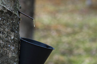 Close-up of cigarette on tree trunk