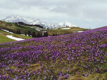 Purple flowering plants on field by mountains against sky