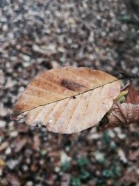 Close-up of dry maple leaves on tree