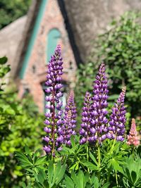 Close-up of purple flowering plants on field