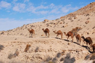 Camel in the negev desert in israel near mitzpe ramon, machtesh ramon