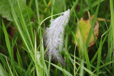 Close-up of dead plant on land