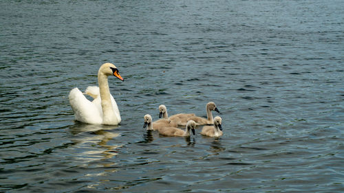 Swans swimming in lake