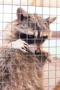 Portrait of dog in cage