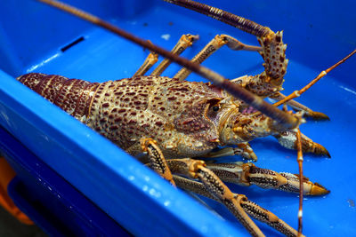 Close-up of insect on blue sea