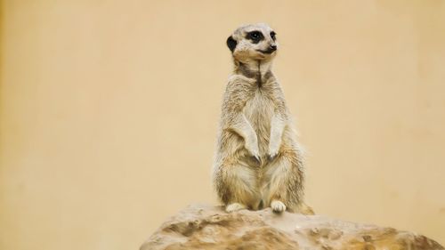 Meerkat in zoo