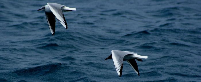 Seagulls flying over sea