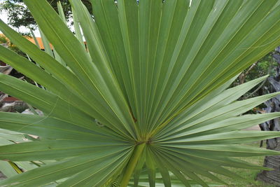 Full frame shot of palm leaves