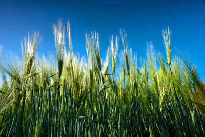 Close-up of stalks in field against blue sky