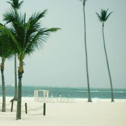 Palm trees on beach