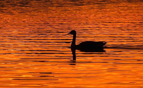 Goose swimming in lake during sunset