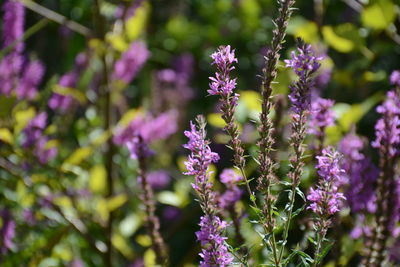 Close-up of purple flowers