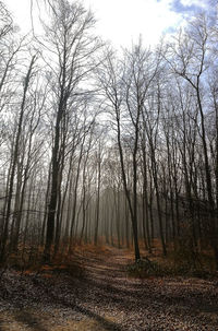 Bare trees in forest against sky