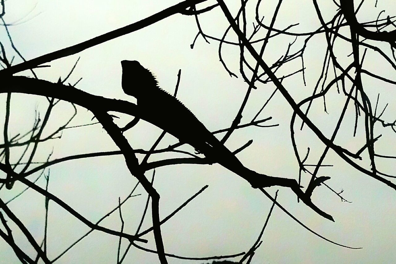 branch, perching, animals in the wild, animal themes, one animal, silhouette, bird, wildlife, low angle view, tree, nature, bare tree, scenics, clear sky, outline, tranquility, day, beauty in nature, outdoors, tranquil scene, sky, crow, zoology, raven - bird, raven, focus on foreground