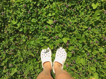 Low section of woman standing amidst plants on sunny day