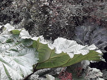 Close-up of snow on plant during winter