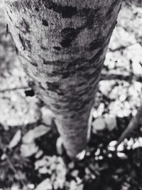 tree trunk