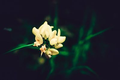 Close-up of flower blooming at night
