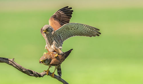 Close-up of a bird flying