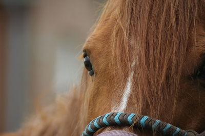 Close-up of a horse