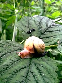 Close-up of snail on leaf